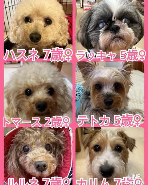 🐾今日の里親様募集中ワンコ🐶メンバーです🐾2023,7,1【保護犬カフェ天神橋店】